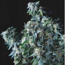 Amnesia Gold Regular (x7)
